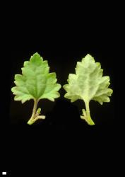 Veronica plebeia. Leaf surfaces, adaxial (left) and abaxial (right). Scale = 1 mm.
 Image: P.J. Garnock-Jones © P.J. Garnock-Jones CC-BY-NC 3.0 NZ